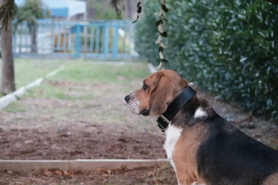 A Basset Hound resting comfortably on a low, supportive dog bed