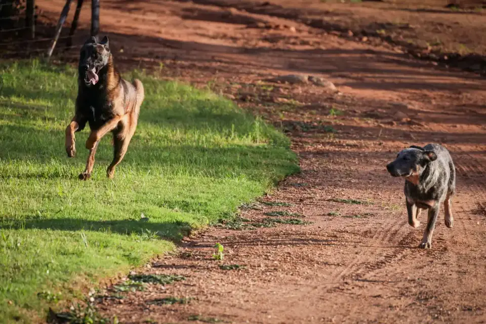 A Belgian Malinois running through an outdoor agility course