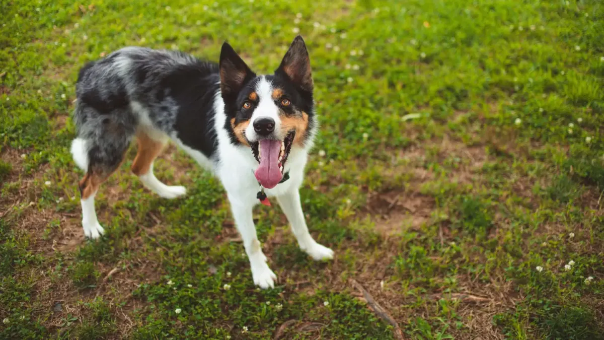 A Border Collie and an Australian Shepherd running side by side across a grassy yard