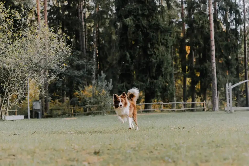 A border collie mid-sprint on an outdoor agility course