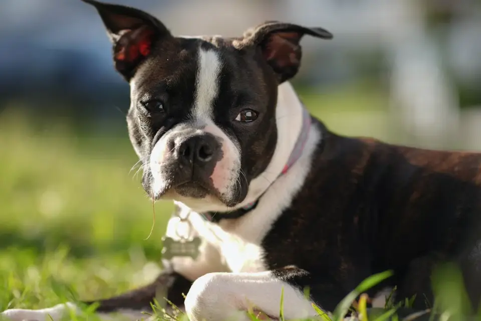 A Boston Terrier resting and panting lightly after play