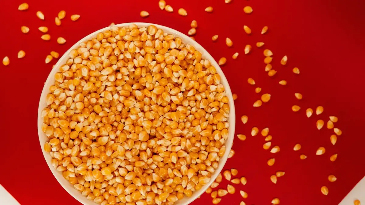A bowl of plain air-popped popcorn sitting on a couch next to a dog