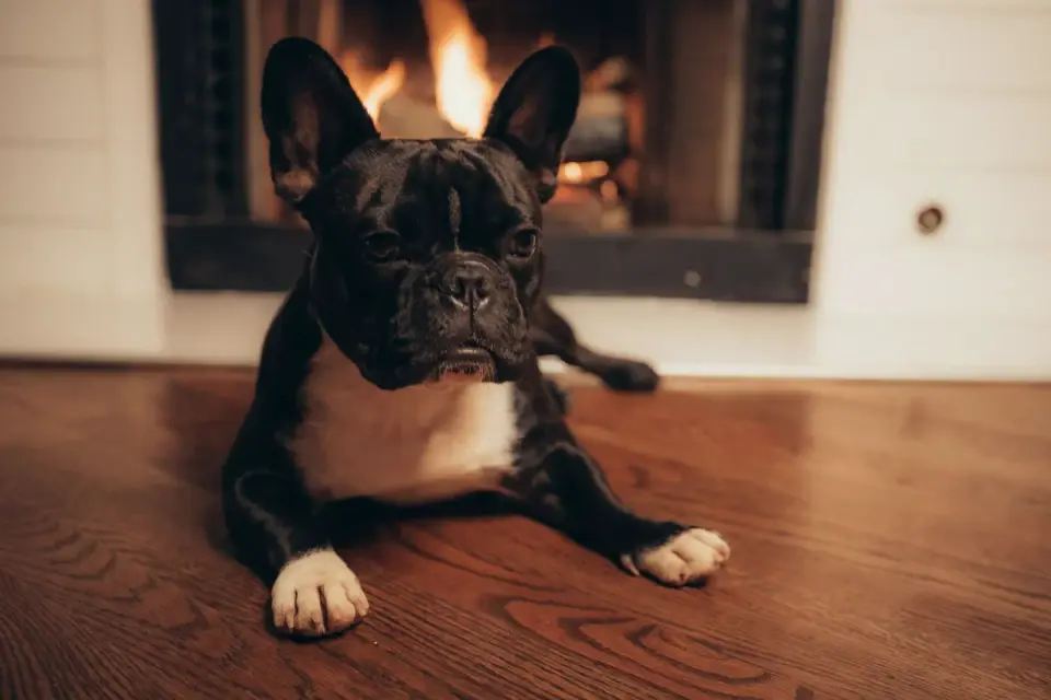 A bulldog resting on a cool tile floor indoors during a hot day