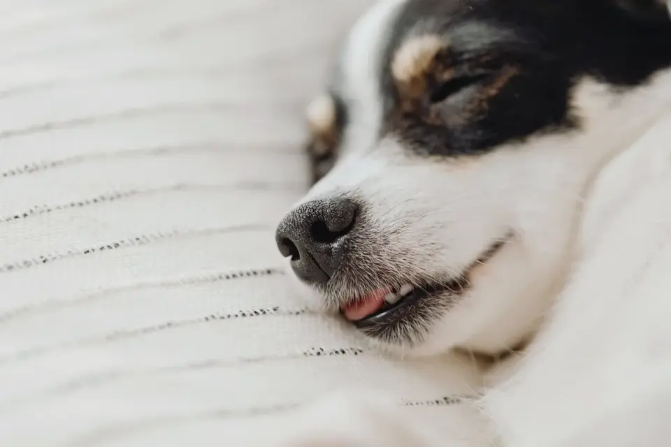 A calm dog lying down near a plug-in pheromone diffuser