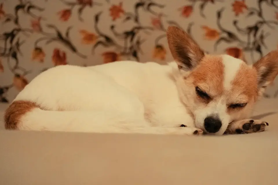 A calm senior dog resting comfortably on a bed