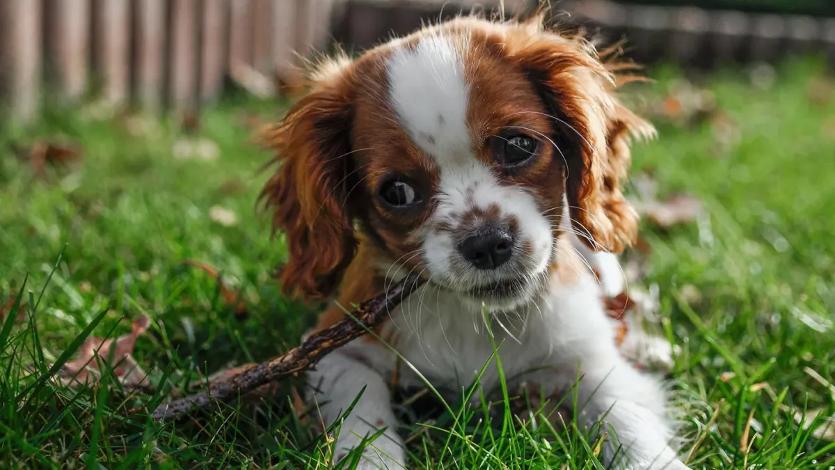 A Cavalier King Charles Spaniel and a Cocker Spaniel standing together outdoors