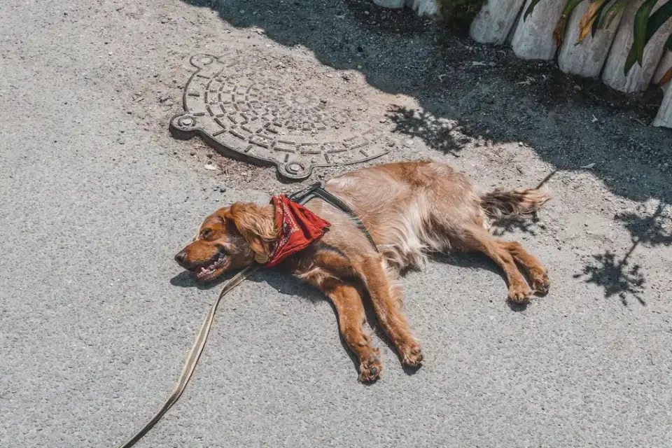 A Cocker Spaniel on a leash walking along a paved outdoor path