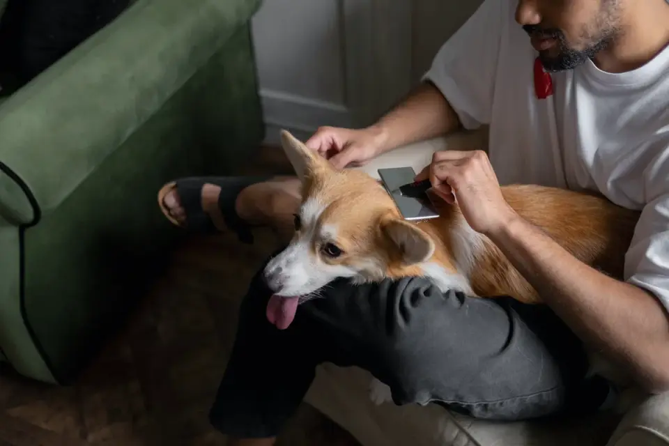 A corgi walking up a small ramp onto a couch