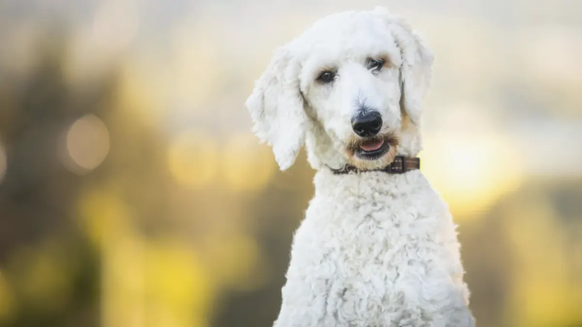A curly-coated Goldendoodle and a clipped Standard Poodle standing side by side on grass
