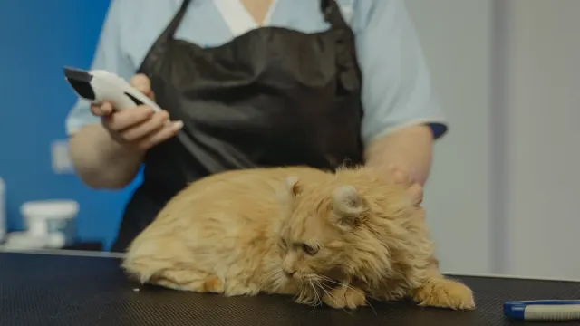 A curly-coated goldendoodle standing on a grooming table while being brushed