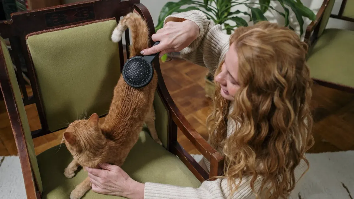 A curly-coated poodle standing still while an owner brushes its coat indoors