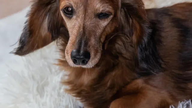A dachshund walking up a low wooden ramp onto a couch