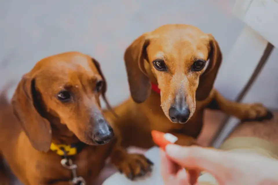 A Dachshund walking up a small ramp onto a couch