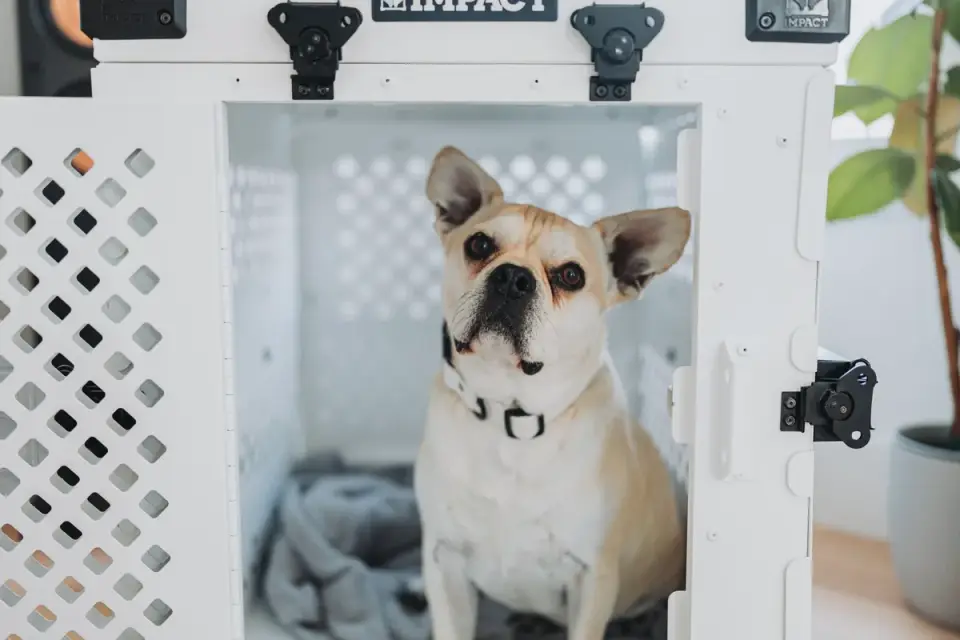 A dog crate lined with soft bedding set up in a quiet corner
