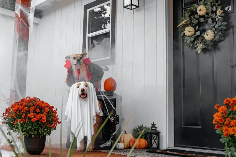 A dog crate with a rubber-backed rug runner leading toward a door