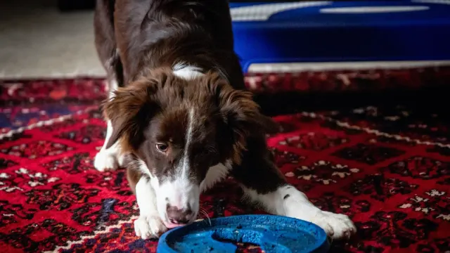 A dog eating kibble from a ridged slow feeder bowl