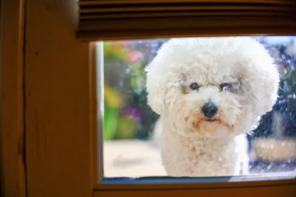 A dog looking anxious near a window during a storm