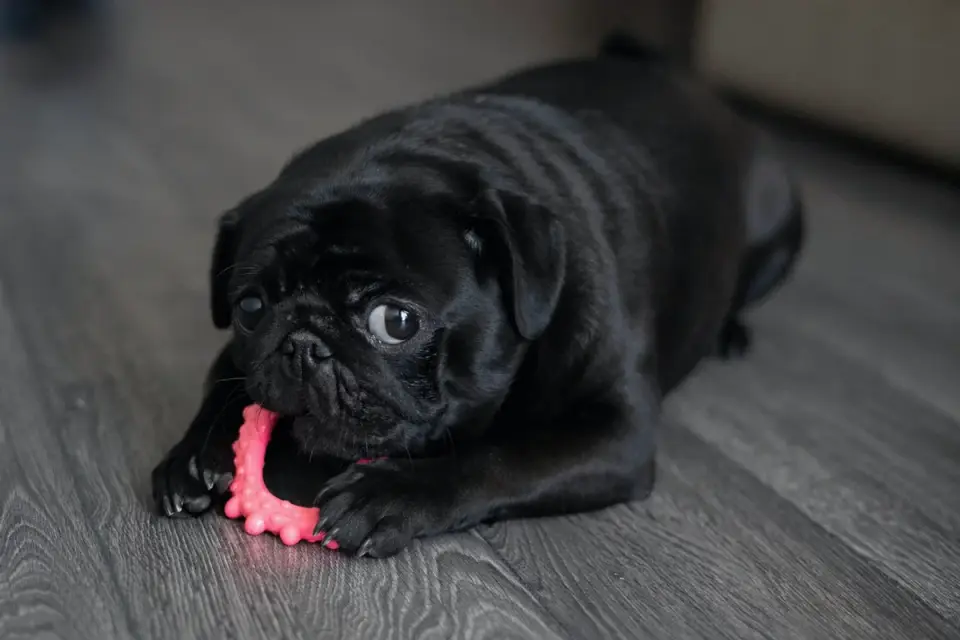 A dog lying calmly on a mat chewing a toy during a busy moment at home