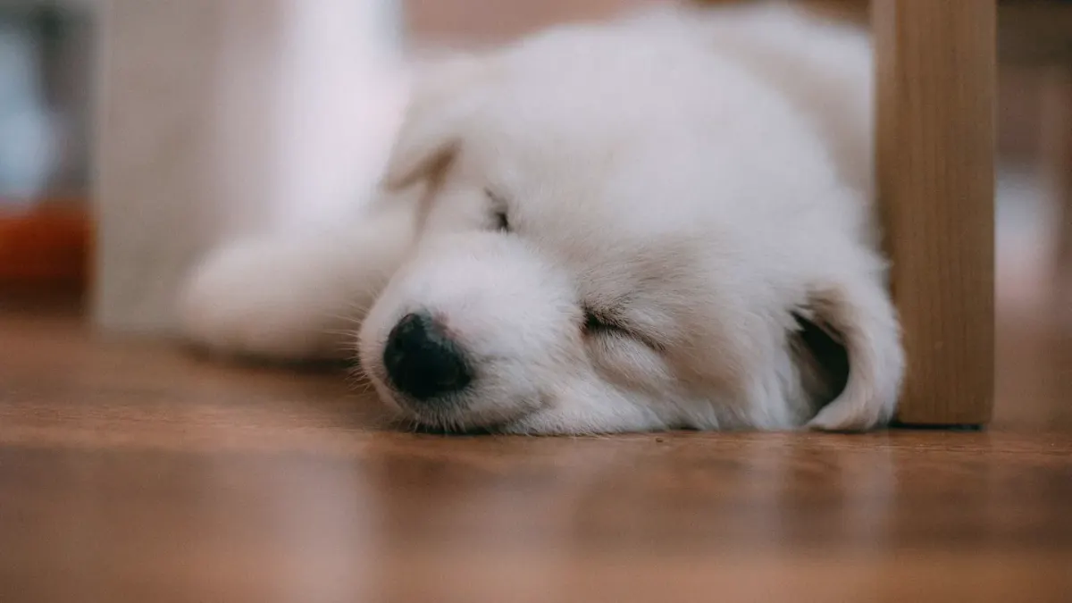 A dog lying calmly on a rug near a wall-plugged diffuser in a living room