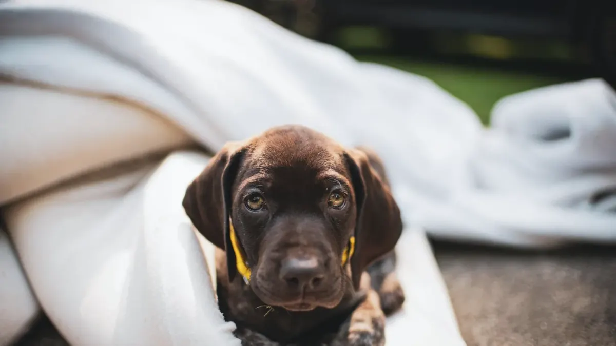A dog lying calmly on a rug while wearing a snug pressure wrap