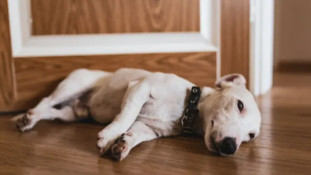 A dog lying low on a living room floor near its owner's feet
