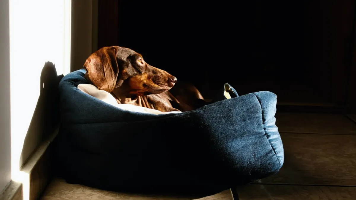 A dog lying settled on a bed in a dim room