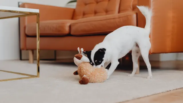 A dog mid-play in a living room with an owner nearby offering a toy