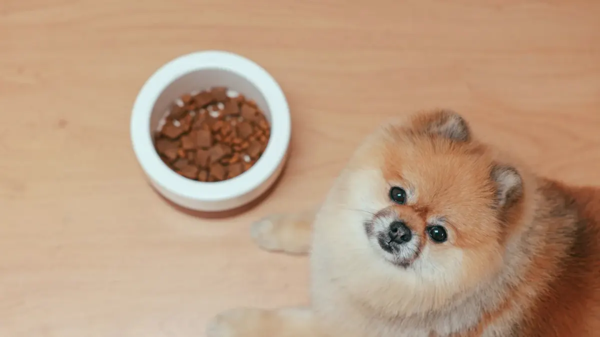 A dog nosing food out of the ridges of a slow feeder bowl on the kitchen floor