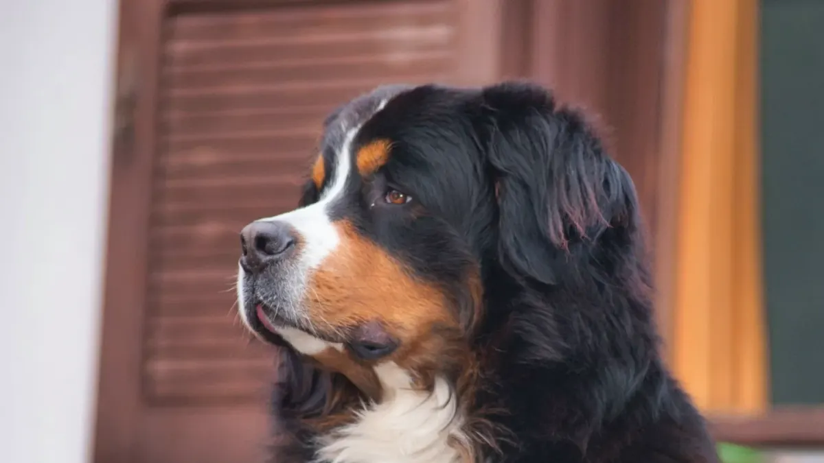 A dog nosing a puzzle feeder on the floor of a sunlit living room