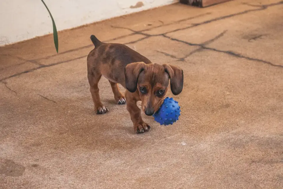 A dog nosing a treat-dispensing puzzle toy across a kitchen floor
