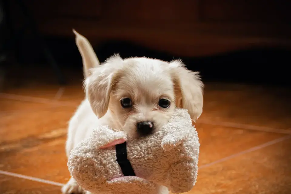 A dog nosing a treat-dispensing puzzle toy on a kitchen floor