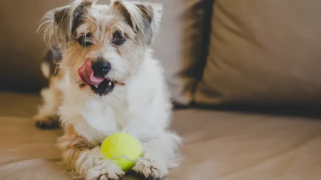 A dog nudging a treat ball across a wood floor to release kibble