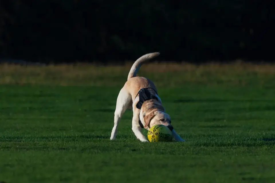 A dog owner guiding a dog through a slow, supported walking exercise outdoors