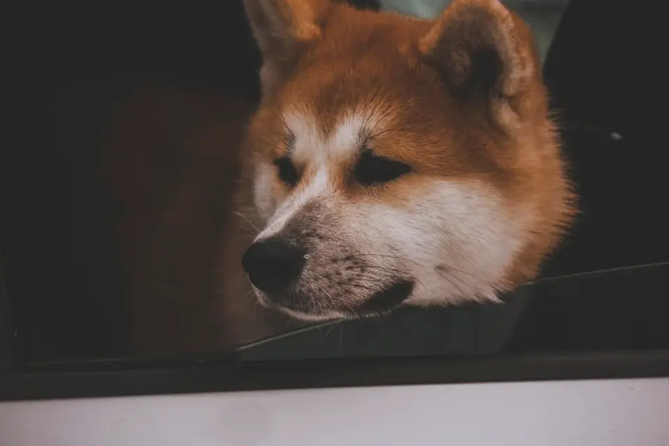A dog panting and looking out a car window during a drive