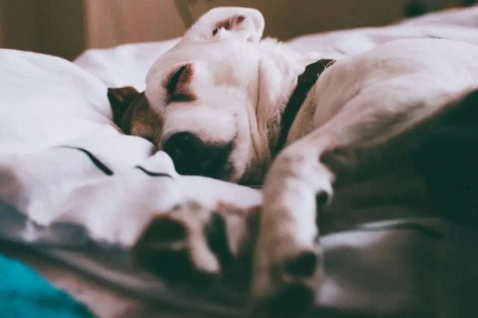 A dog resting on a bed during at-home recovery