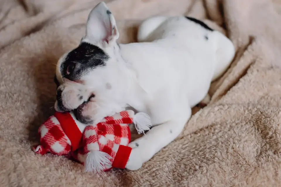 A dog resting on a mat near a window with a chew toy nearby