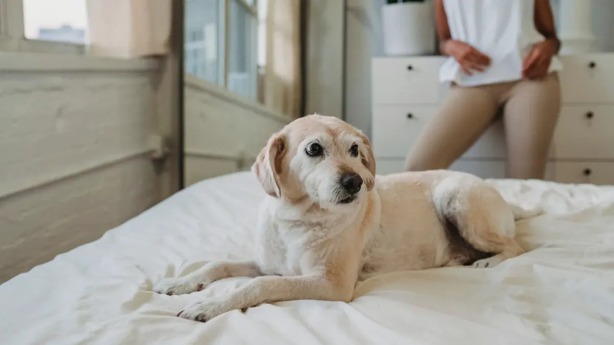 A dog resting on a padded bed in a calm, low-traffic room