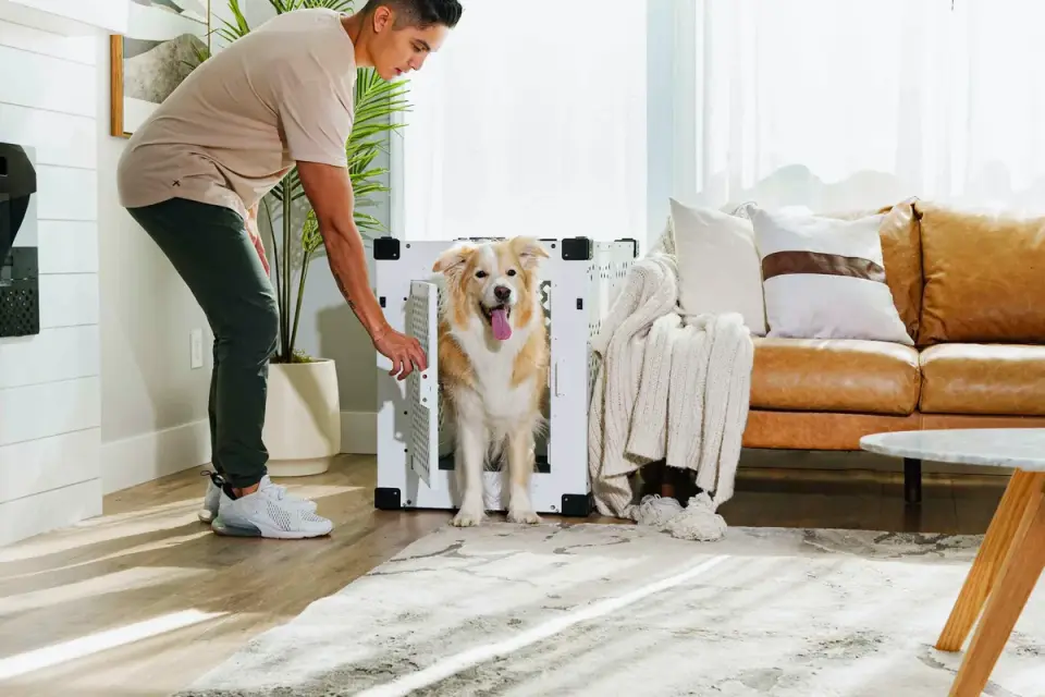 A dog resting on rubber mats in a gated-off room during recovery