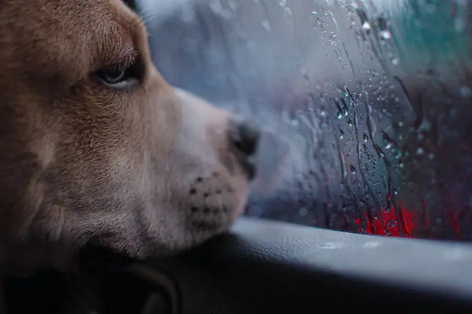 A dog sitting in a car looking out the window