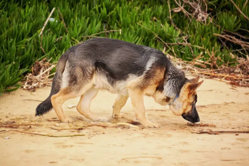 A dog sniffing an avocado pit that has fallen on the kitchen floor