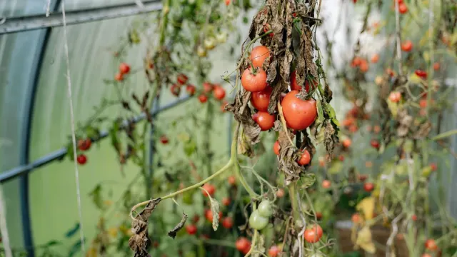 A dog sniffing a cluster of ripe red tomatoes still on the vine