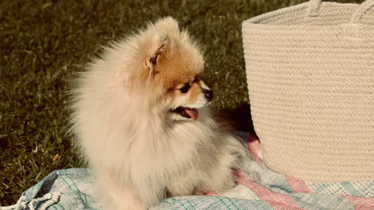 A dog sniffing a cut slice of watermelon on a checkered picnic blanket