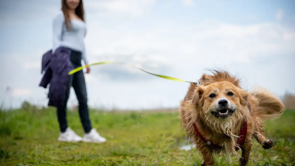 A dog sprinting off-leash across an open field while another dog walks calmly on a leash nearby