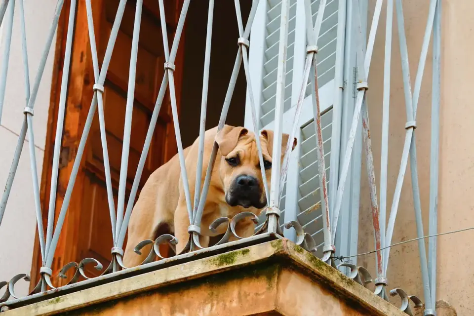 A dog standing at a window watching its owner&#x27;s car leave the driveway