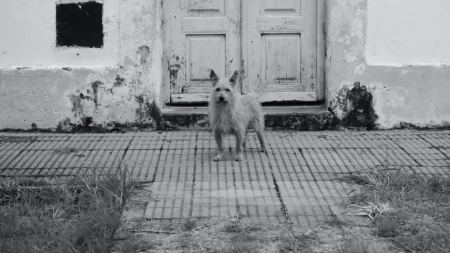 A dog standing near a chewed door frame in an empty hallway
