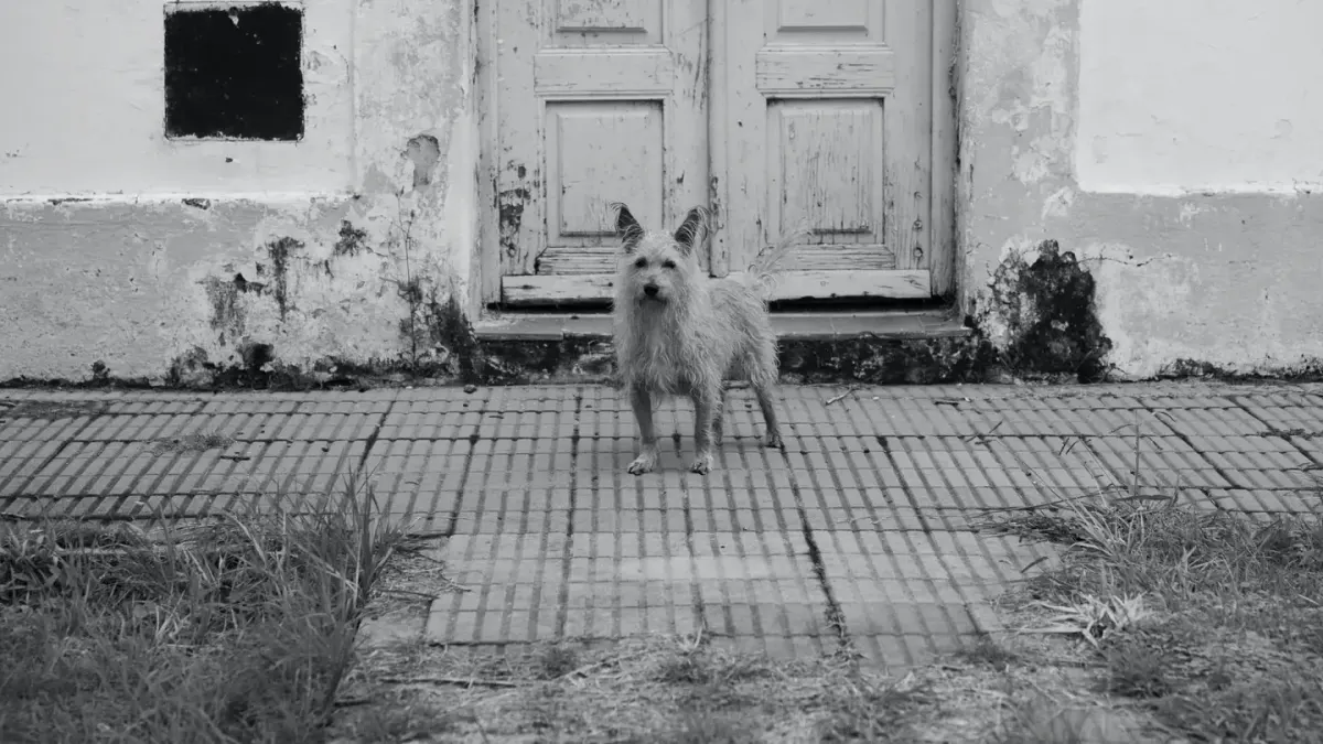 A dog standing near a chewed door frame in an empty hallway