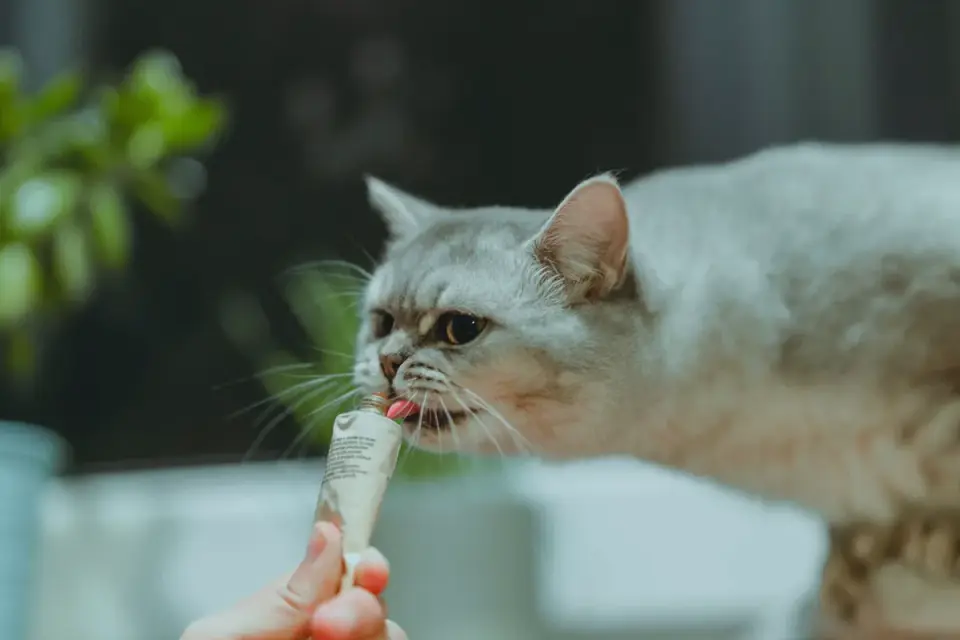 A dog taking a soft chew supplement from its owner's hand