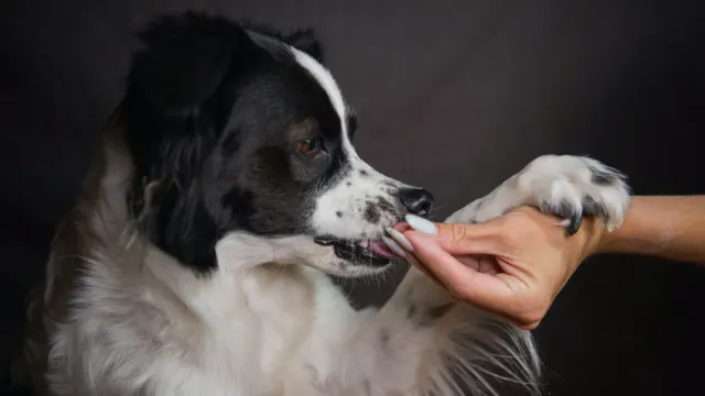 A dog taking a soft chew treat from an owner's open hand in a kitchen