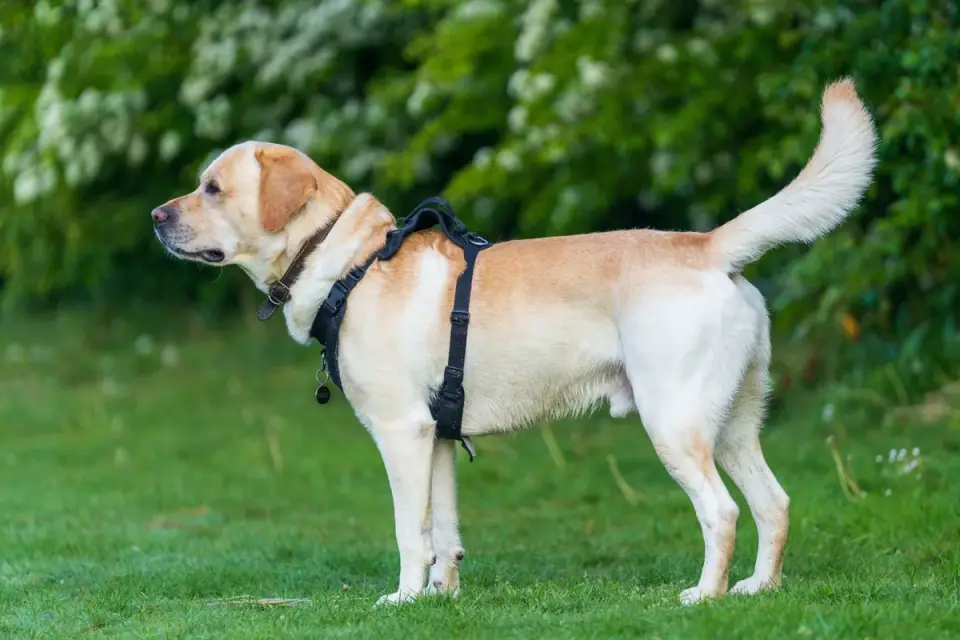 A dog trotting across grass, viewed from the side
