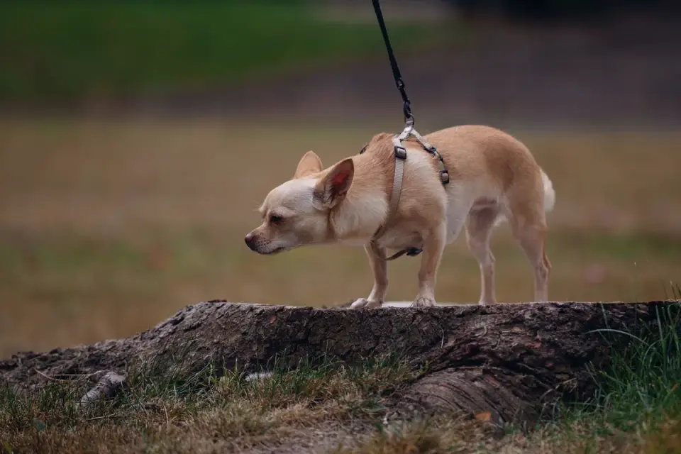 A dog using a ramp with a traction mat to avoid stairs